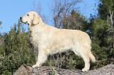 GOLDEN RETRIEVER 559